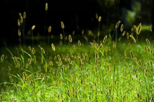 悠悠青草心,探寻自然与心灵的和谐共鸣
