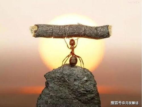 太公助我：从净身出户到人生赢家,净身出户逆袭记，从人生低谷到巅峰的华丽蜕变