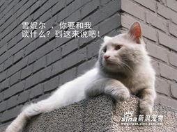 痞子猫,街头文化的灵魂舞者