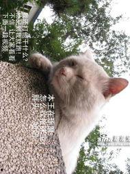 痞子猫,街头文化的灵魂舞者