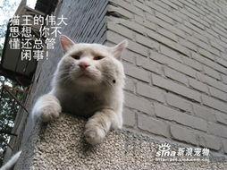 痞子猫,街头文化的灵魂舞者