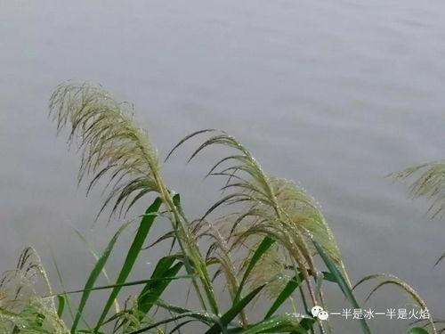 潇潇雨声迟,细品时光流转中的诗意人生