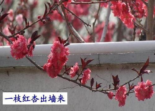 不是红杏也出墙,非红杏亦出墙,探寻自然之美