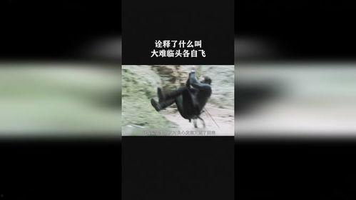 大难临头各自飞